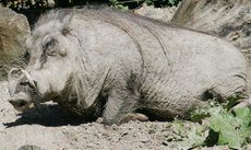 Warzenschwein-1.jpg